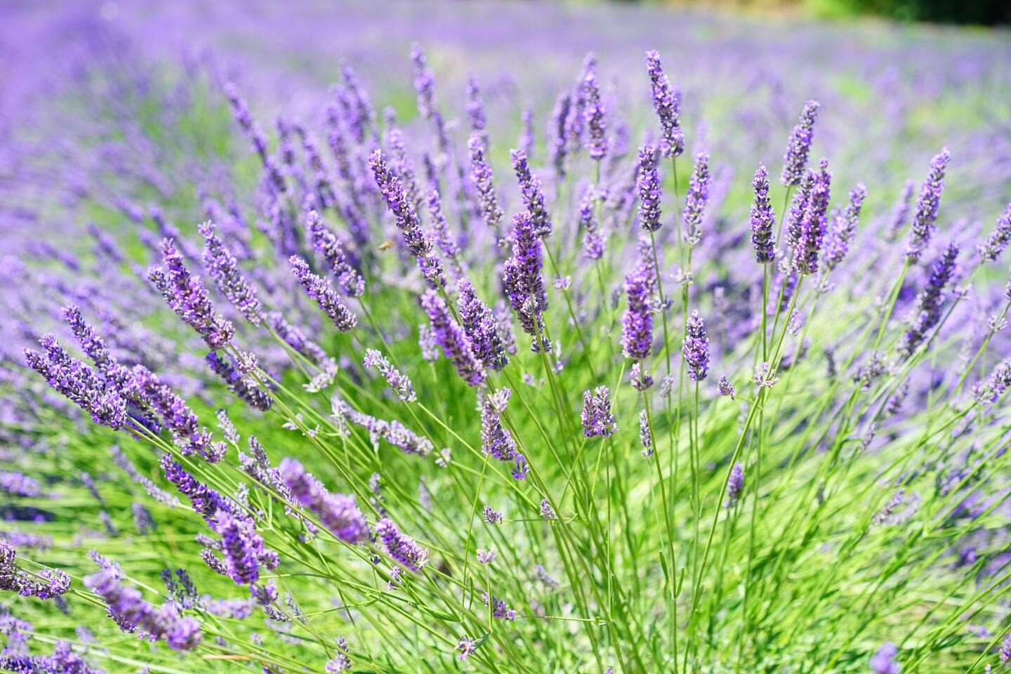 Huur uw vakantievilla bij Villa in de Provence